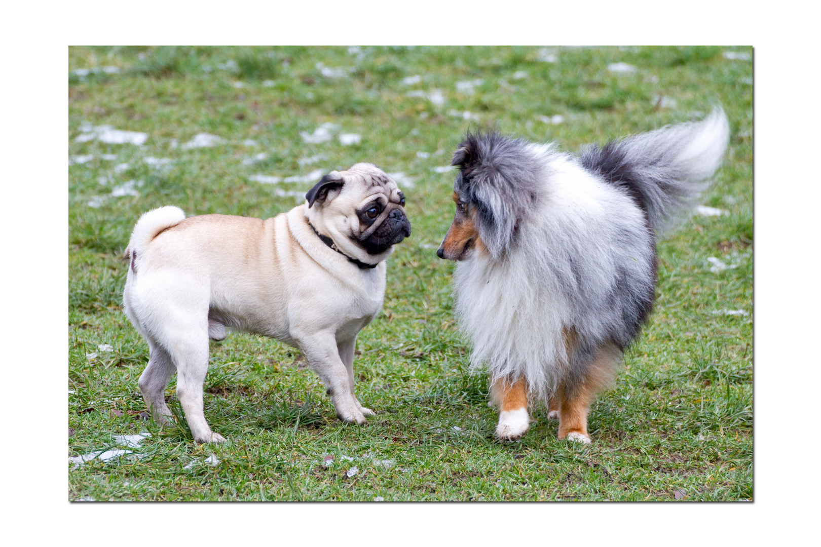 Oskar und Merlin