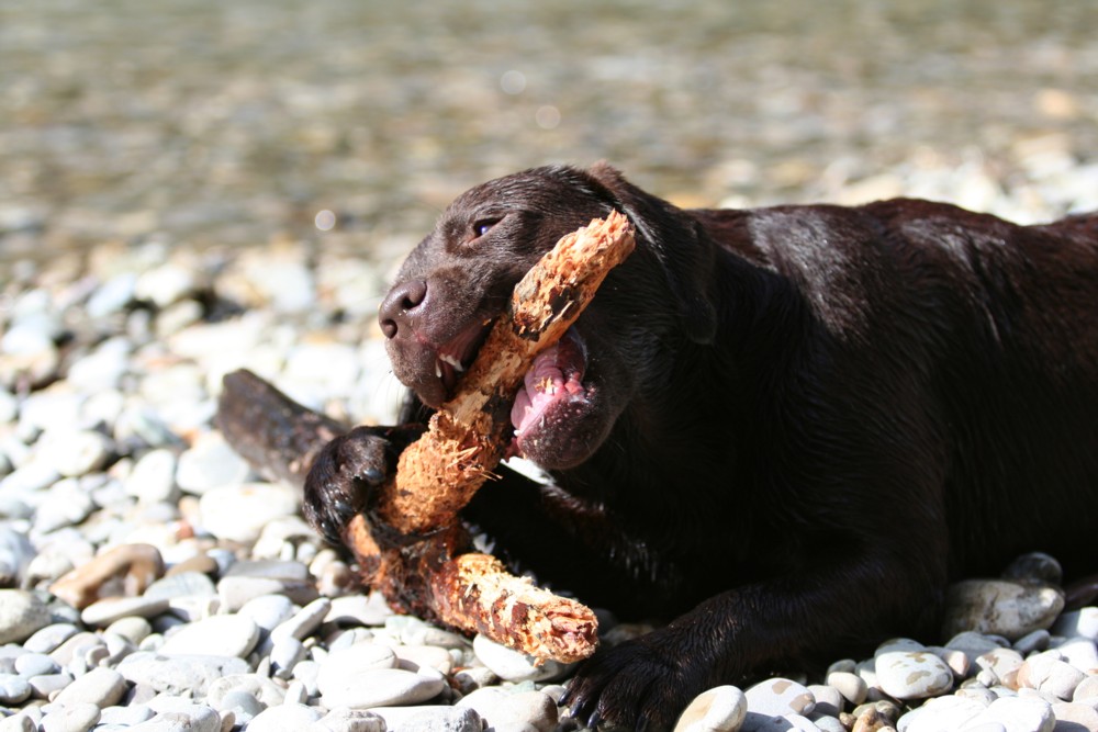 Oskar - unser "Nachbar"