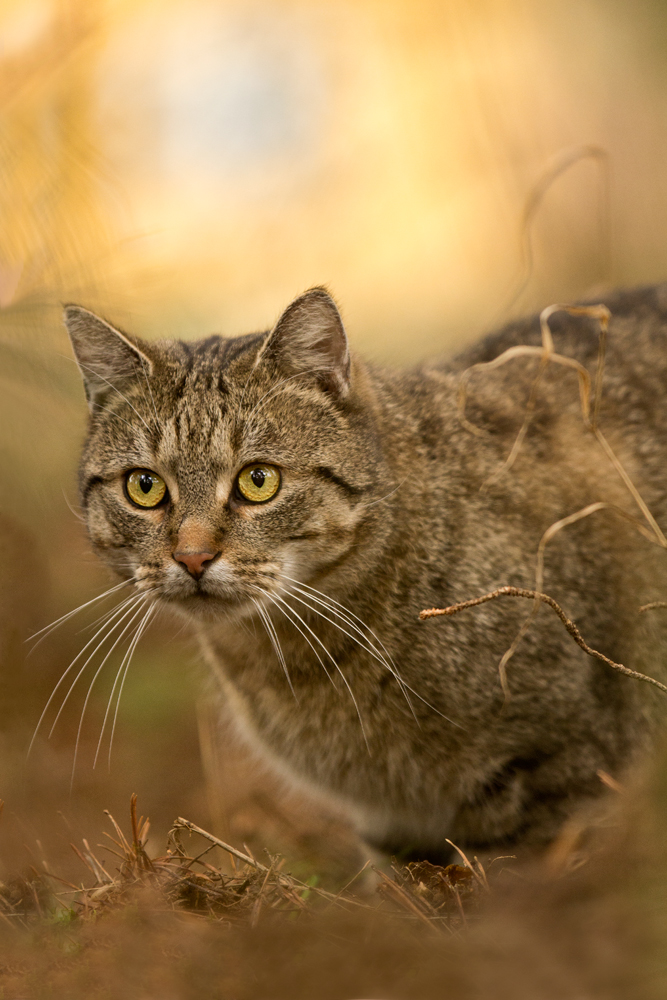 Oskar, unser Wald- und Wiesenkater