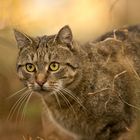 Oskar, unser Wald- und Wiesenkater