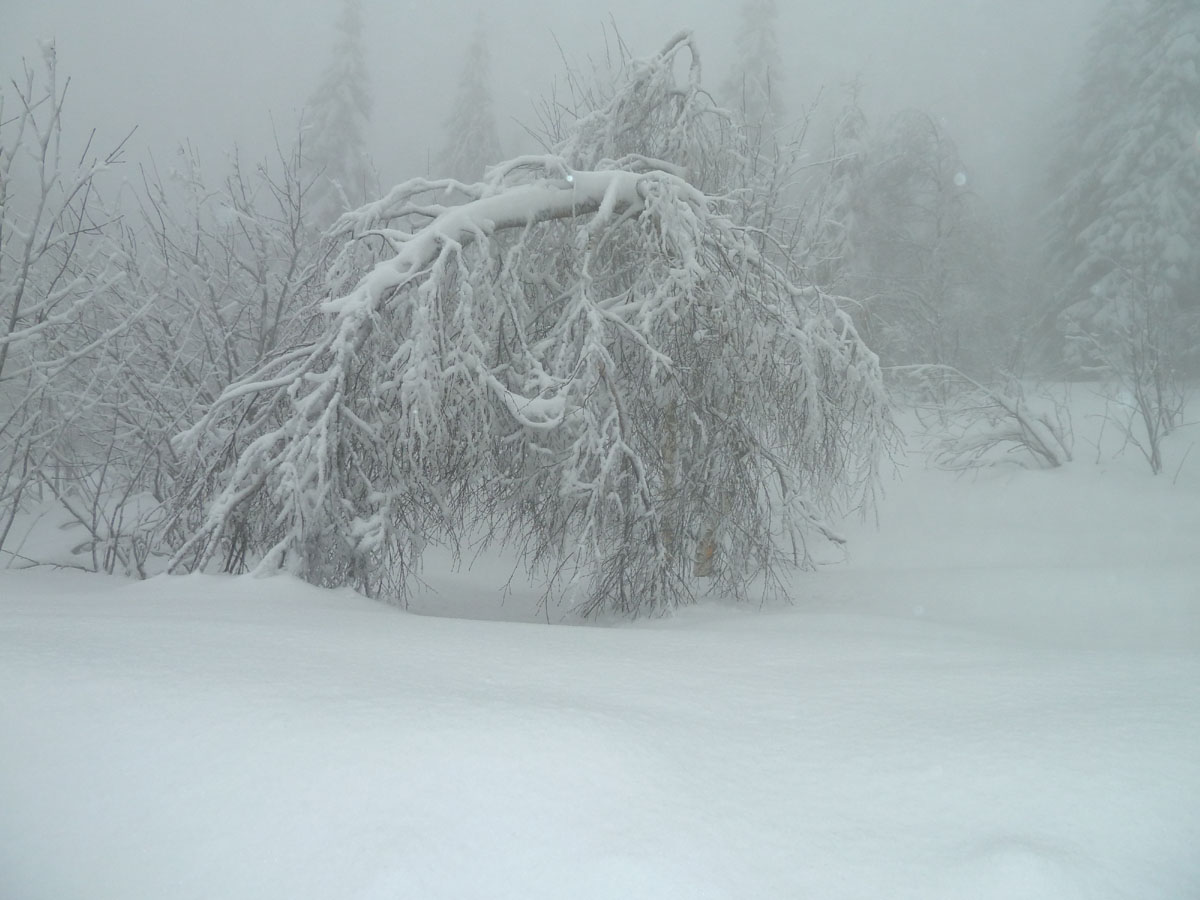 Oslo Winterpark, Schnee und Nebel in Wald