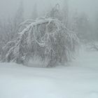 Oslo Winterpark, Schnee und Nebel in Wald