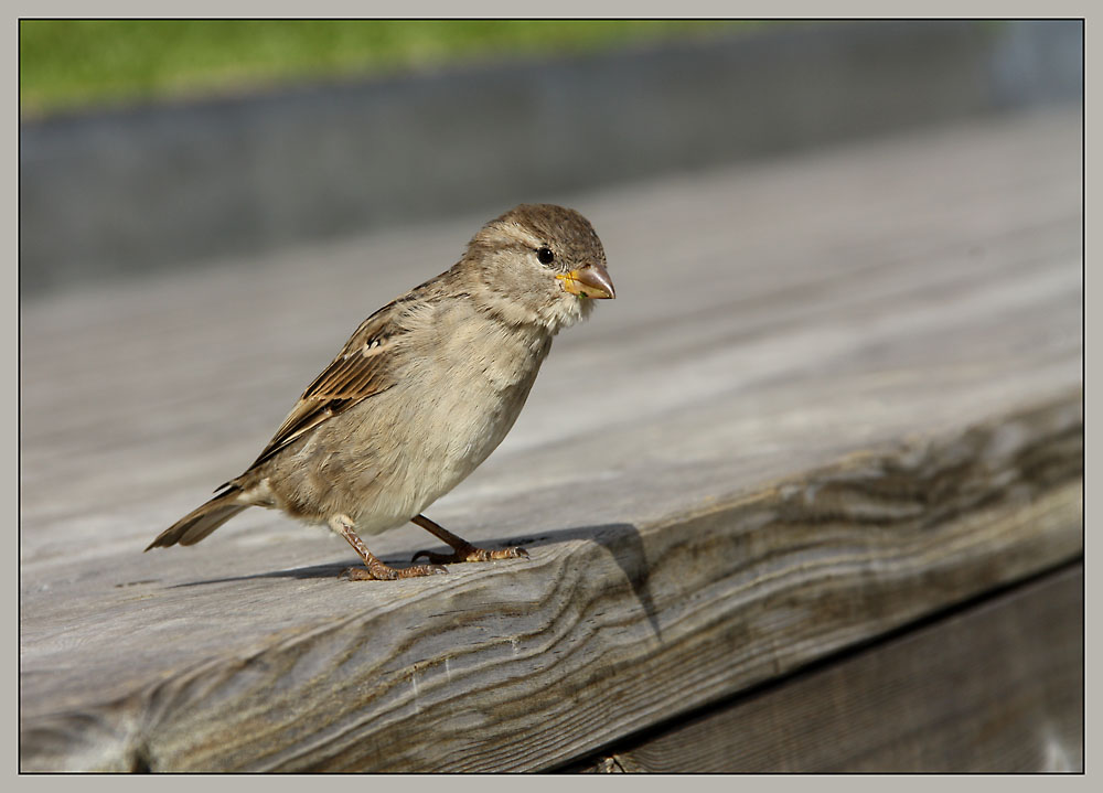 Oslo'er Spatz