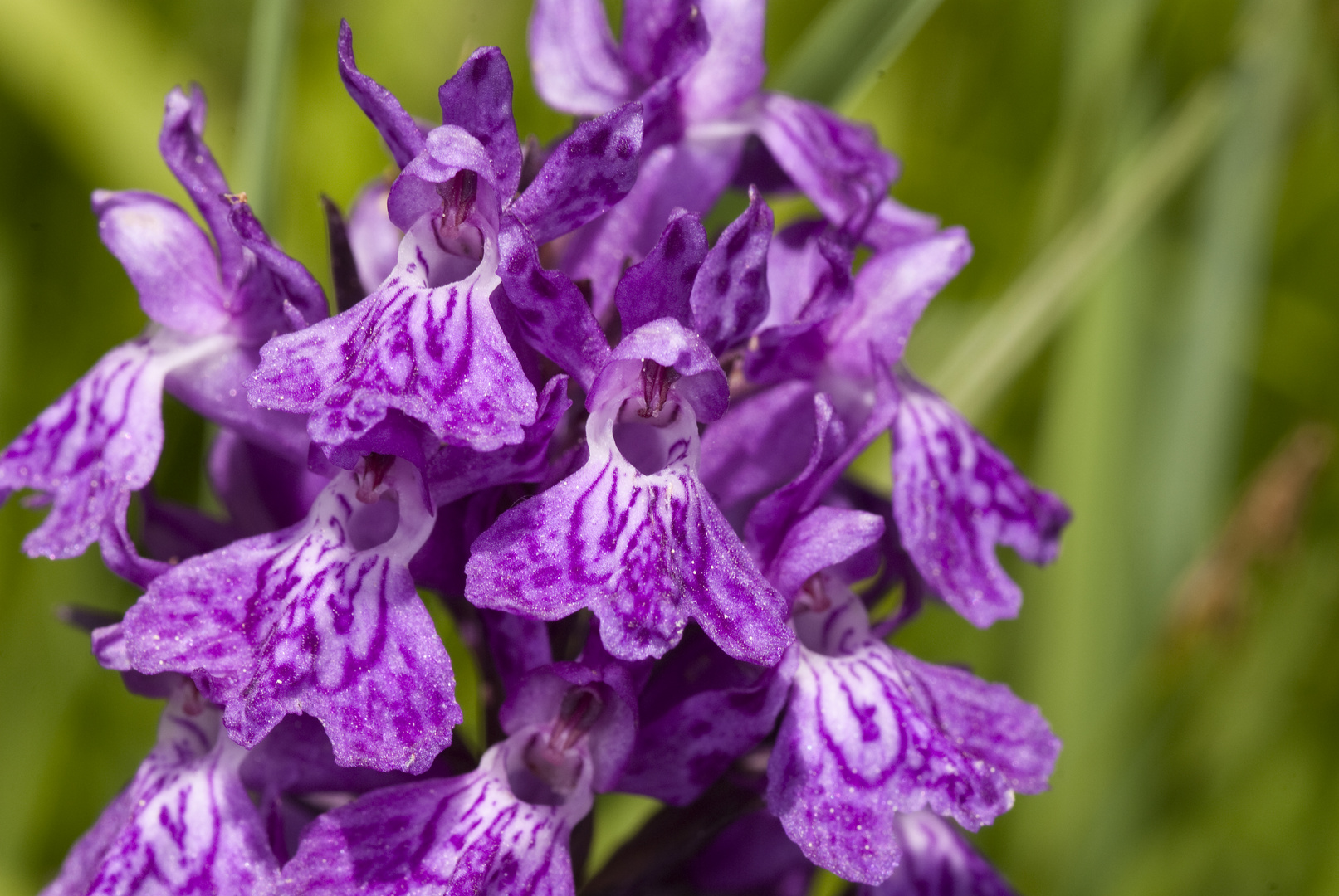 Osmanisches Knabenkraut (Dactylorhiza osmanica)