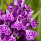 Osmanisches Knabenkraut (Dactylorhiza osmanica)