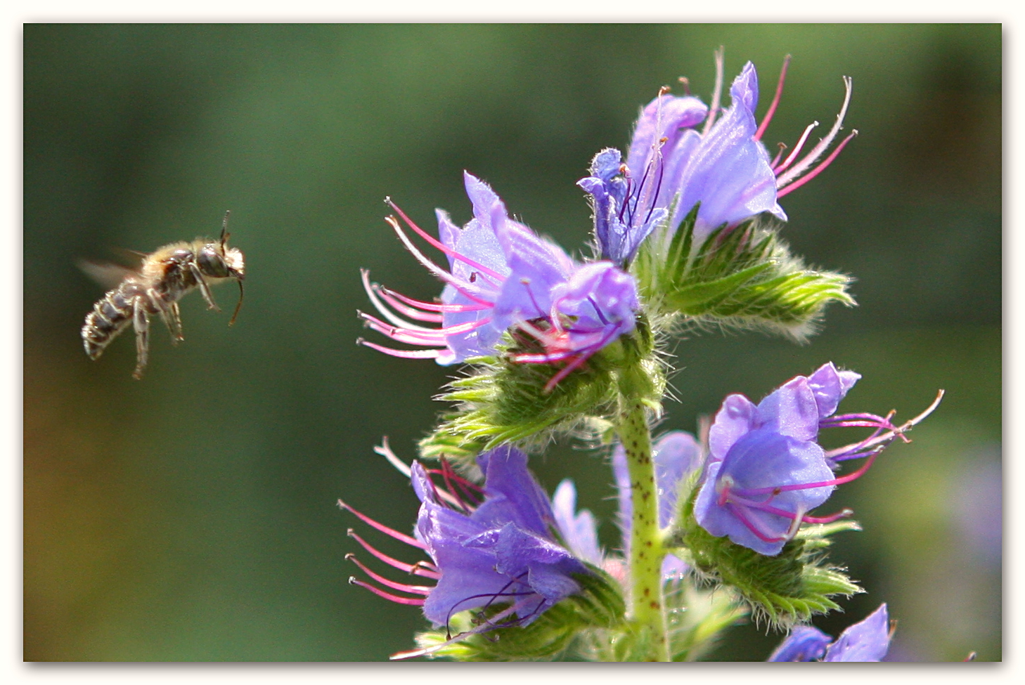 Osmia adunca fc 0413 (5)