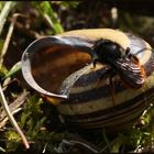 Osmia bicolor (1A)