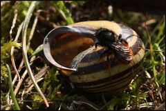 Osmia bicolor (1A)