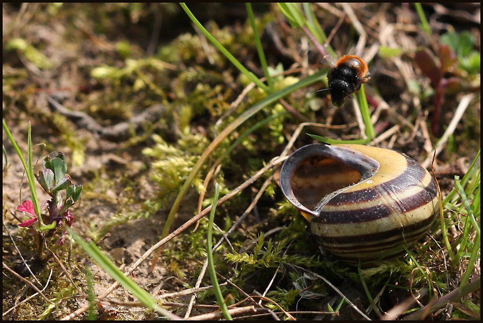 Osmia bicolor 1B