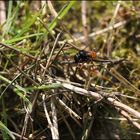 Osmia bicolor 2