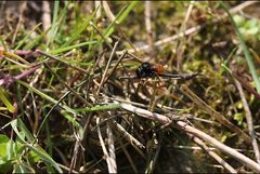 Osmia bicolor 2