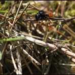 Osmia bicolor 2A