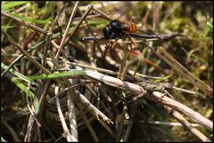 Osmia bicolor 2A