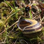 Osmia bicolor 2B