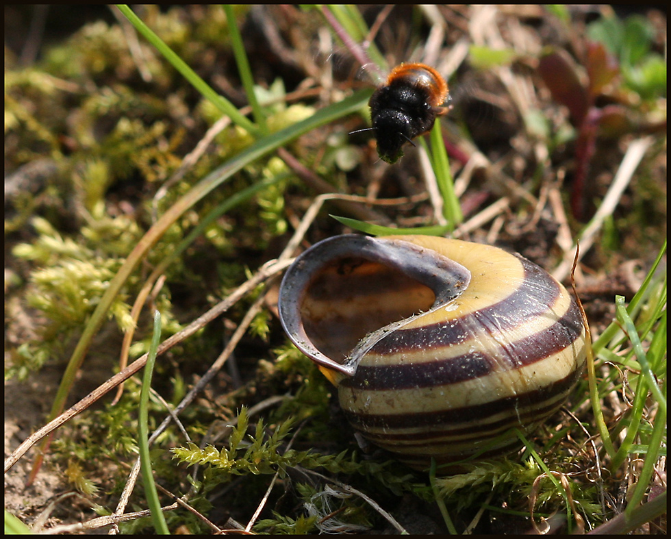 Osmia bicolor 2B