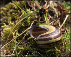 Osmia bicolor 2B