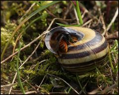 Osmia bicolor / Eiablage verschließen