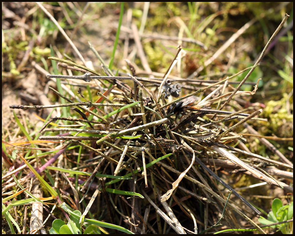 Osmia bicolor/ fast fertige Nesttarnung