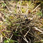 Osmia bicolor/ fast fertige Nesttarnung