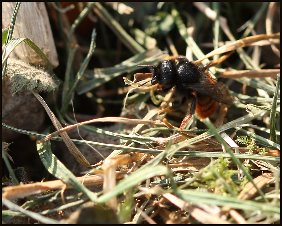 Osmia bicolor /Tarnmaterial