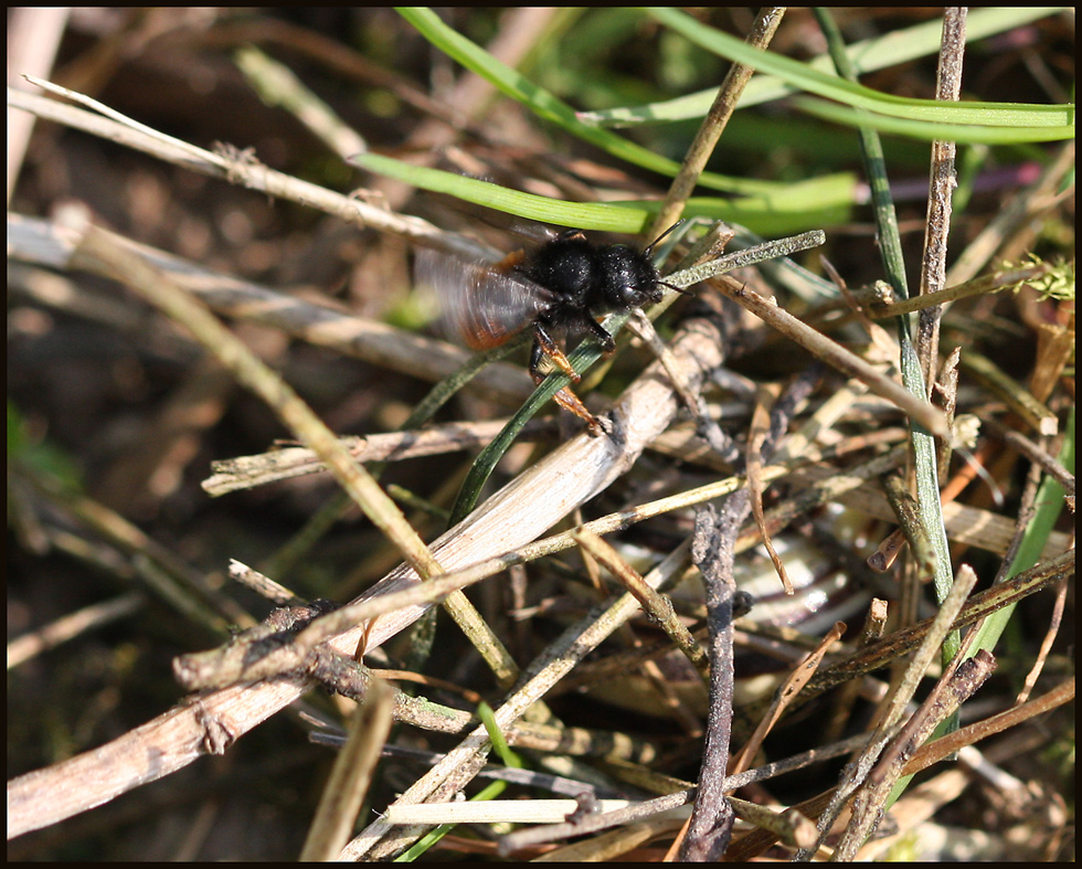 Osmia bicolor Tarnung