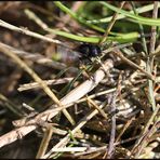 Osmia bicolor Tarnung