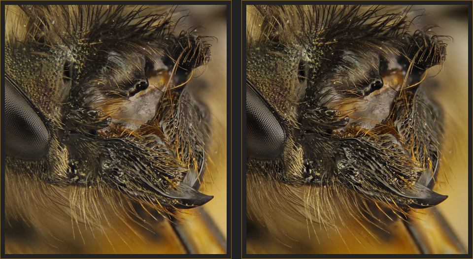 Osmia bicornis [3D]