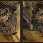 Osmia bicornis [3D]