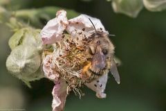  Osmia bicornis älteres Männchen