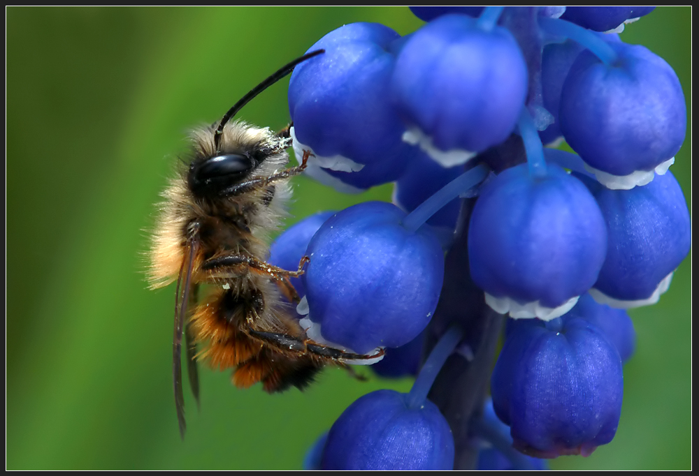 Osmia bicornis