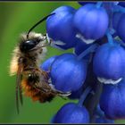 Osmia bicornis