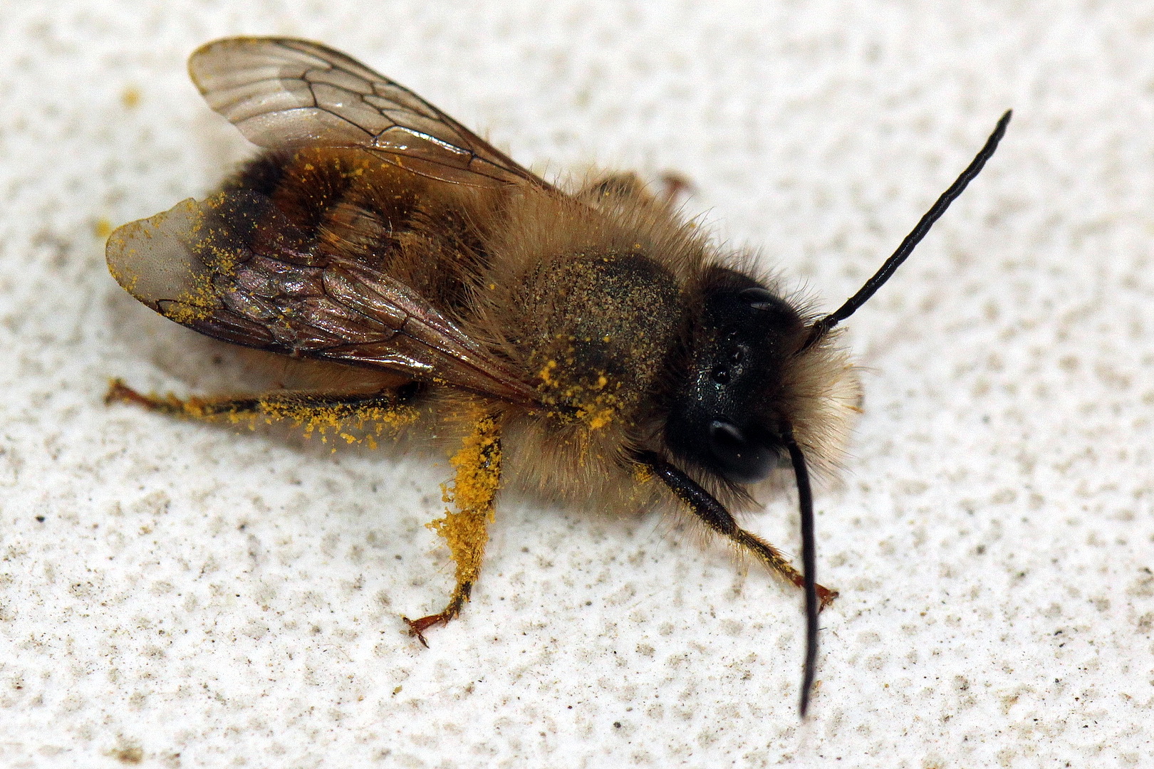 Osmia bicornis (I)