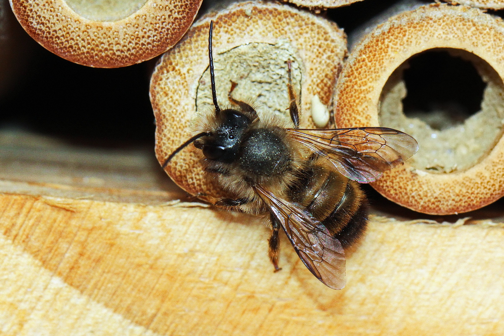 Osmia bicornis (II)