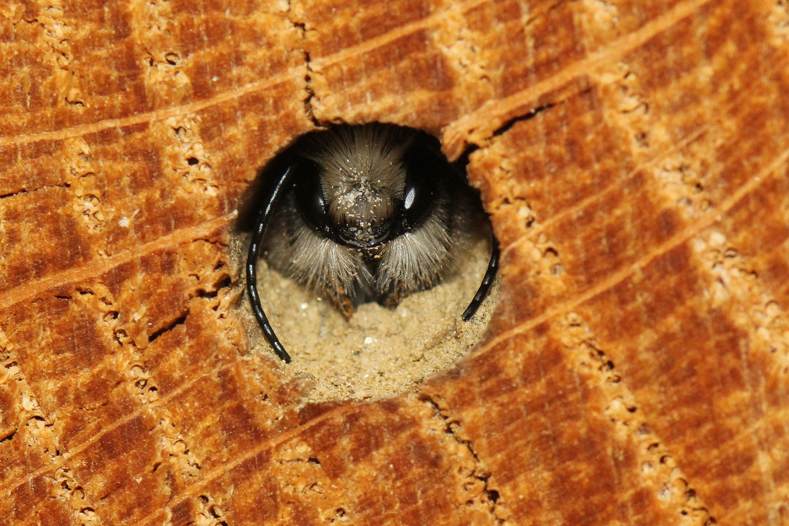 Osmia bicornis (IV)