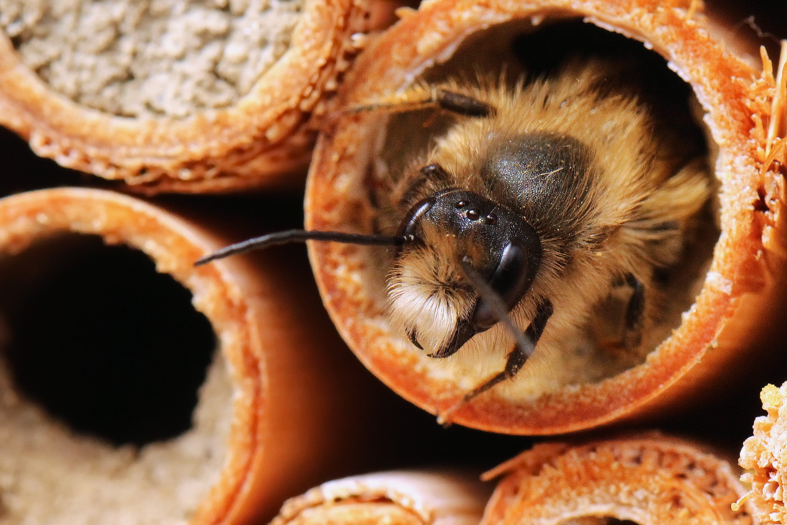 Osmia bicornis (V)