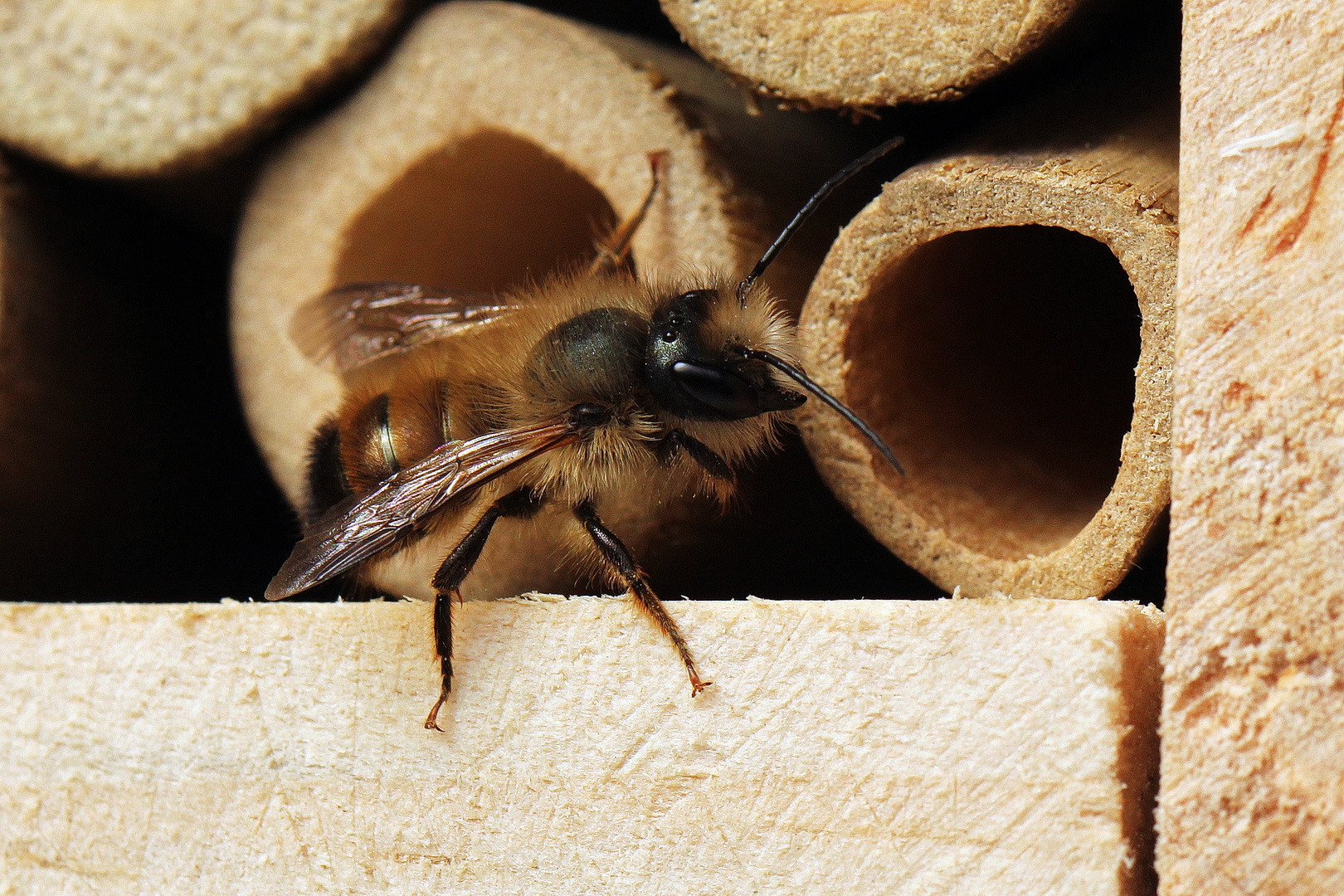 Osmia bicornis (VI)