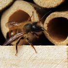 Osmia bicornis (VI)