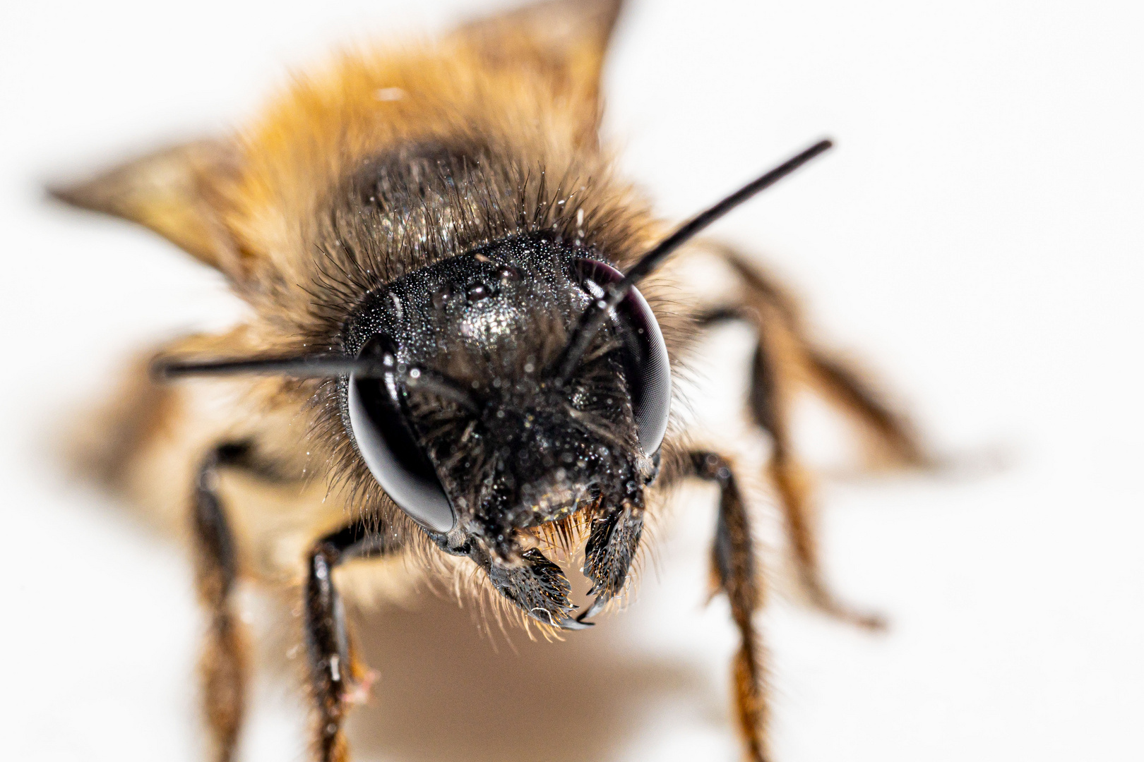 Osmia Bicornis (W)