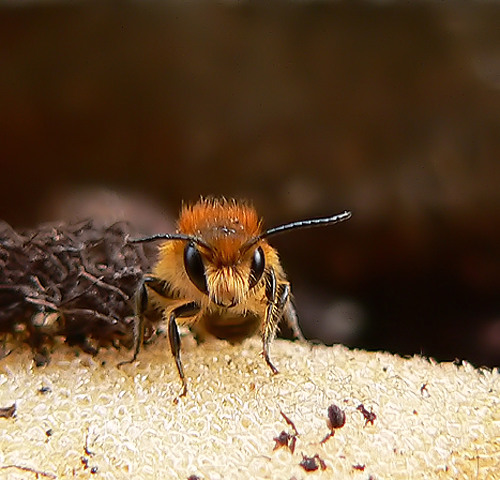 Osmia brevicornis Männchen