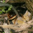 Osmia bringt Pollen ins Schneckenhaus