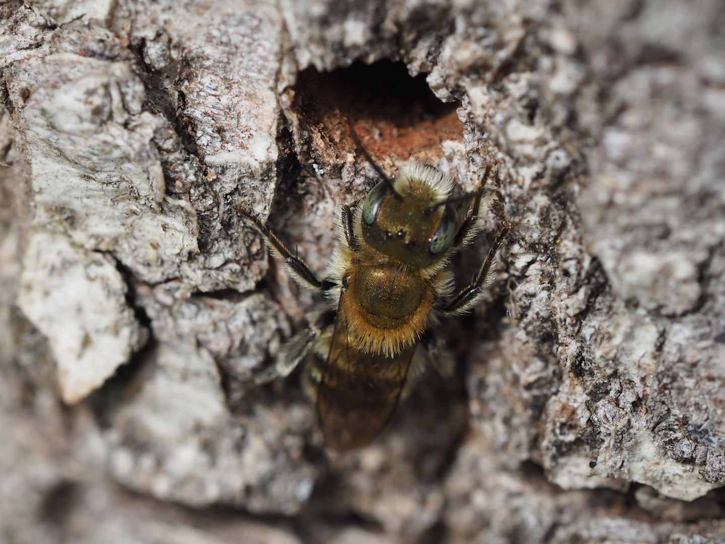 Osmia caerulescens