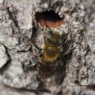 Osmia caerulescens