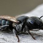 Osmia caerulescens