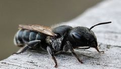 Osmia caerulescens