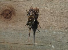 Osmia caerulescens m