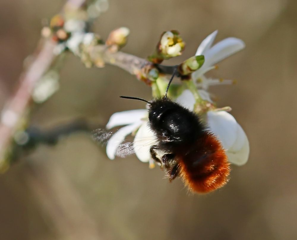 Osmia cornuta Foto & Bild natur, insekten, tiere Bilder auf