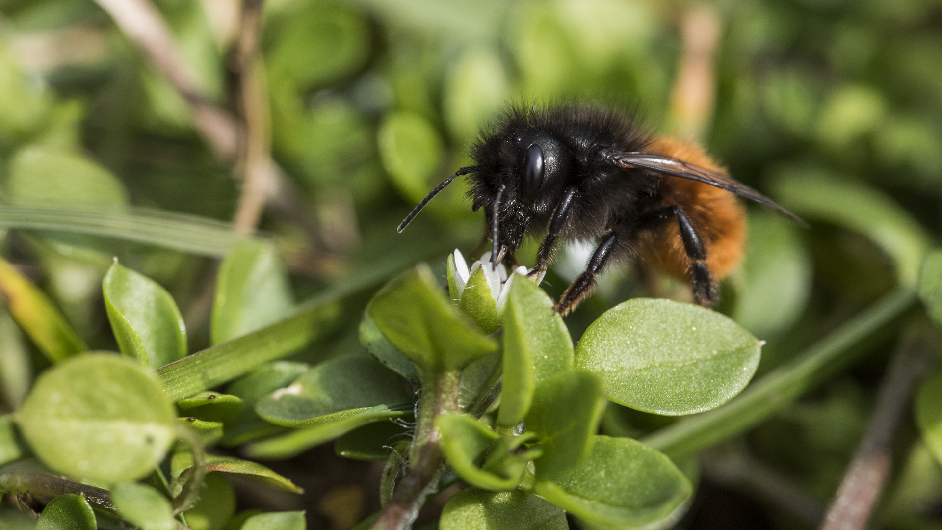 Osmia cornuta