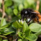 Osmia cornuta