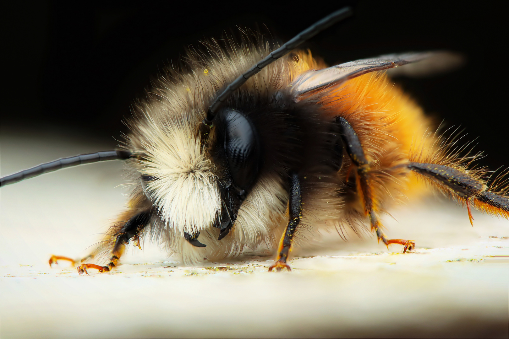 Osmia cornuta