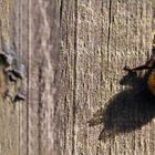 Osmia cornuta